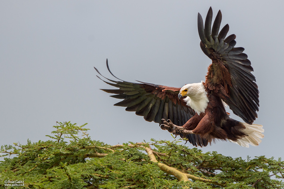 精彩绝伦的比赛风云再起，谁将成为最终的胜者