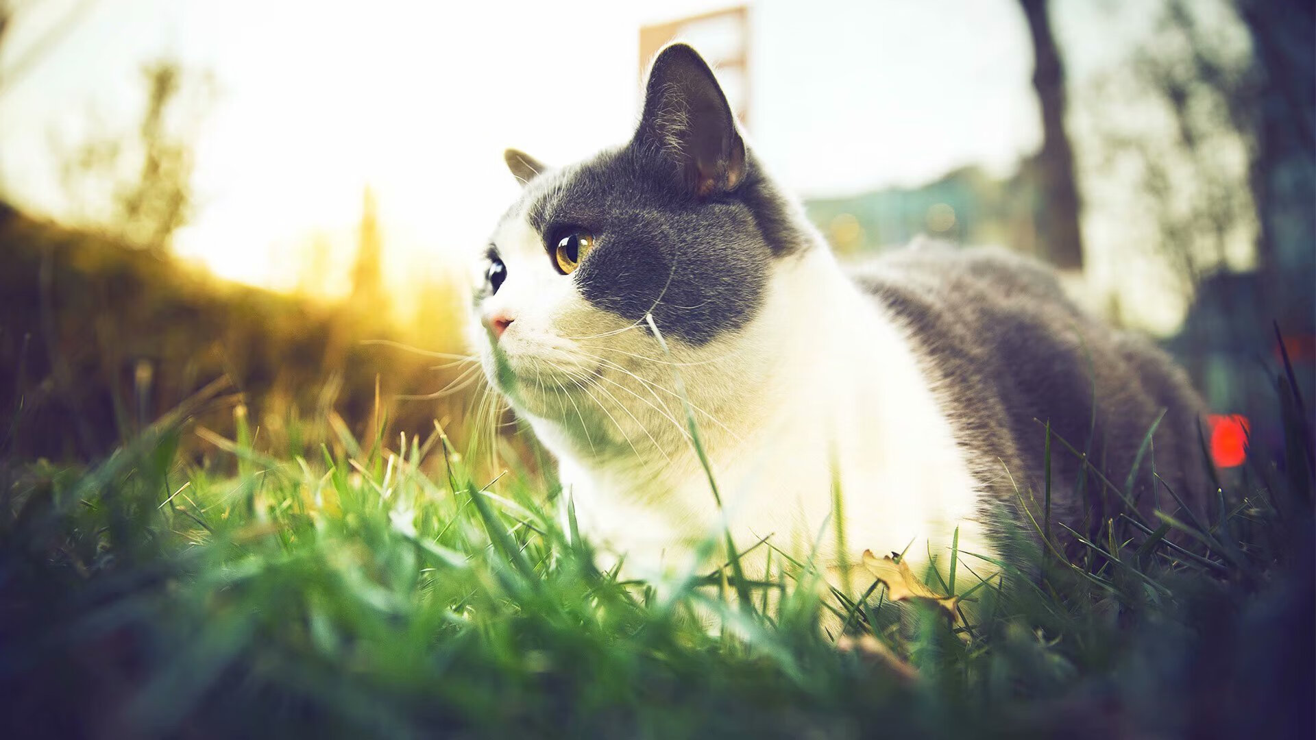 维尼修斯节奏魔法，当土耳其对阵埃及的绿茵场响起桑巴鼓点